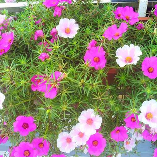 Hoa Mười Giờ Cánh Đơn Lá Nhỏ