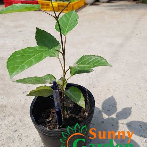 Cây Lá Cách, Cao 20-30cm - Chậu Rau