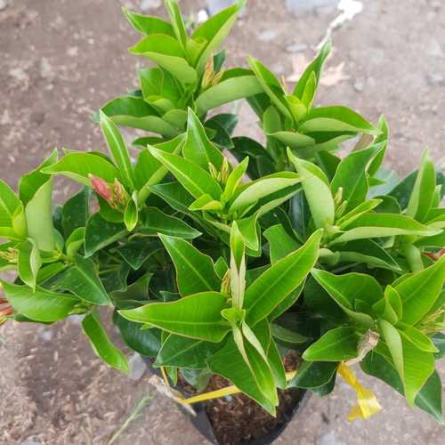 Cây Hồng Anh Đỏ