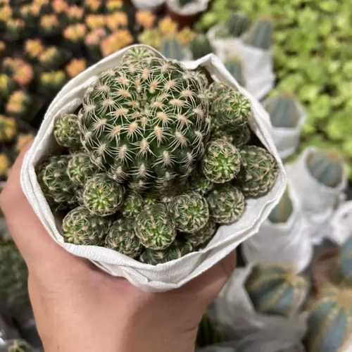 Xương Rồng Lobi Tím Chùm
