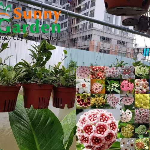 Lan Cẩm Cù ( Hoya Carnosa) - Hoa Lan Chậu Treo