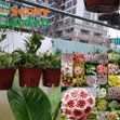 Lan Cẩm Cù ( Hoya Carnosa) - Hoa Lan Chậu Treo