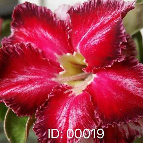 Grafted Adenium with Vietnamese Name: Nhân Thảo - ID: 00019