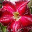 Grafted Adenium with Vietnamese Name: Nhân Thảo - ID: 00019