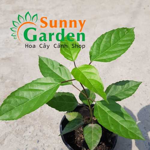 Cây Lá Cách, Cao 20-30cm - Chậu Rau