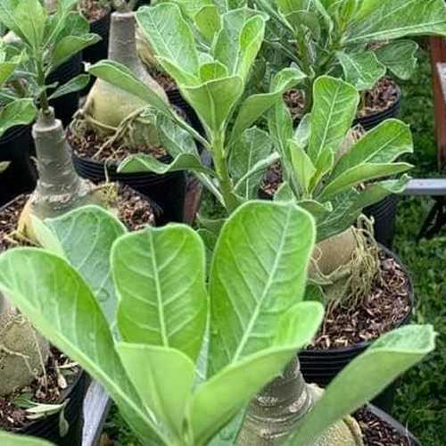 Sứ Một Cốt, Cao 20-30cm - Cây Sứ Thái, Cây Chơi Củ