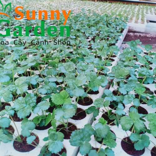 Cây Dâu Tây Cấy Mô Mỹ Tù