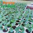 Cây Dâu Tây Cấy Mô Mỹ Tù