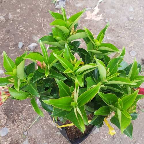 Cây Hồng Anh Đỏ