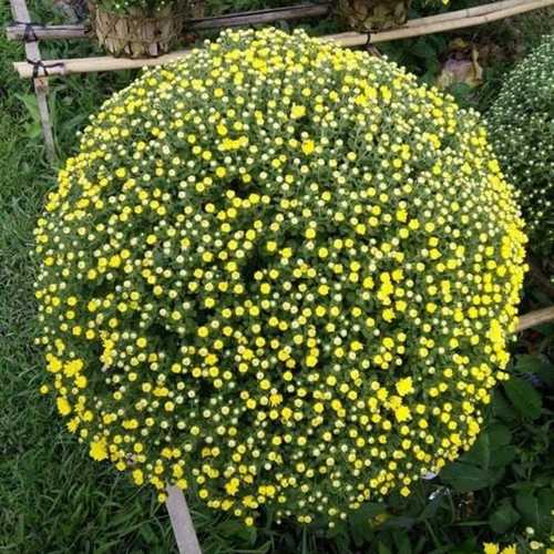 Cặp Cúc Mâm Xôi ( Giao TpHCM) - Cây Cảnh