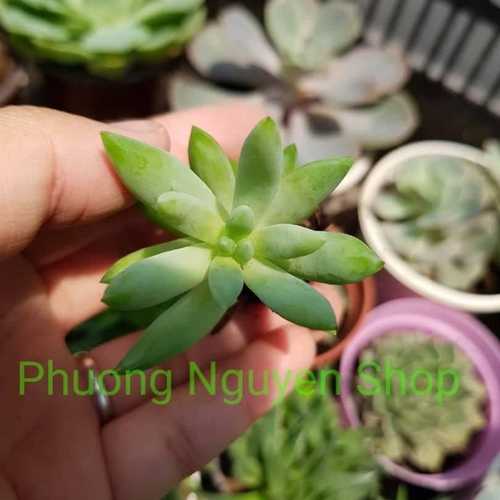 Sen Đá Chuỗi Ngọc Đứng