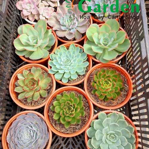 Sen Đá Size Lớn, Đường Kính Chậu 15cm - Shop Chọn Giao Ngẫu Nhiên