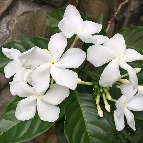 Lài Tây - Cây Cảnh