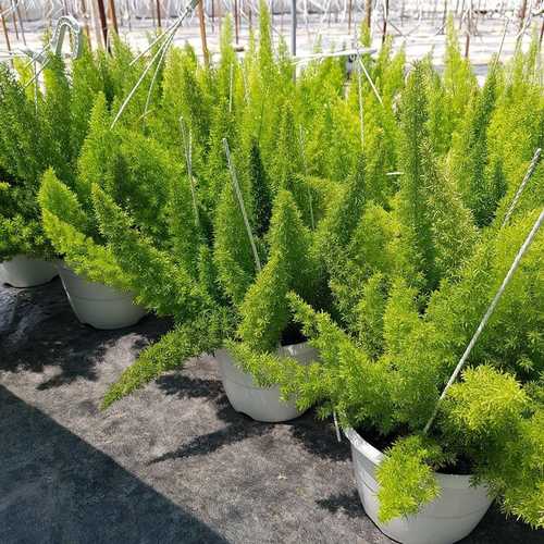 Cây Chồn 9 Đuôi - Chậu Cây Cảnh Treo
