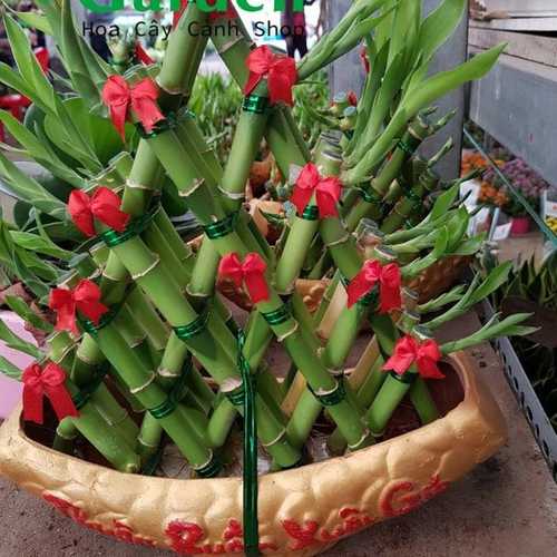 Phát Lộc Thuận Bườm Xuôi Gió - Chậu Cây Cảnh Lớn