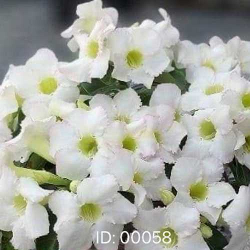 Grafted Adenium with Vietnamese Name: Thủy Tiên 5 - ID: 00058