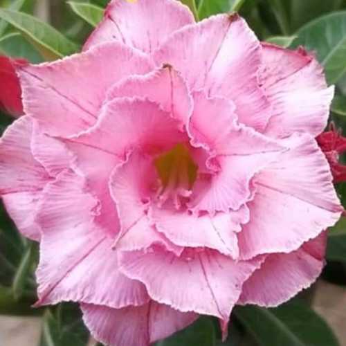 Grafted Adenium with Vietnamese name: Hồng Tiên - ID: 00207