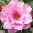 Grafted Adenium with Vietnamese name: Hồng Tiên - ID: 00207