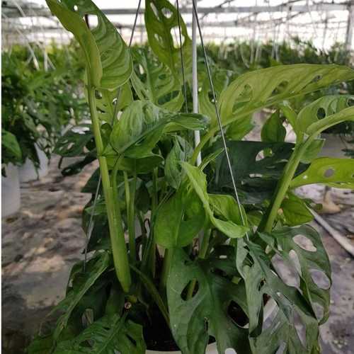 Trầu Bà Lỗ - Chậu Cây Cảnh