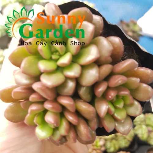 Sen Đá Sedum Kẹo Ngọt