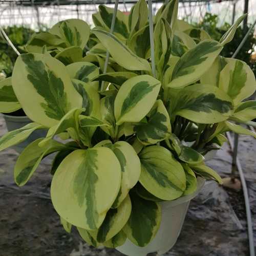 Cây Trường Sinh Cẩm Thạch - Chậu Cây Phong Thủy