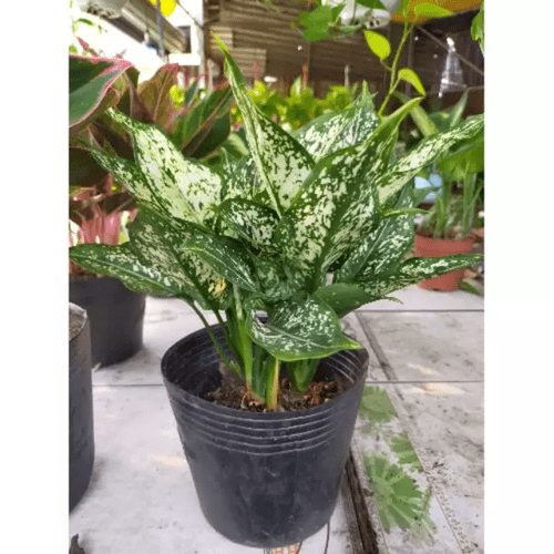 Cây Ngọc Ngân - Cây Phong Thuỷ