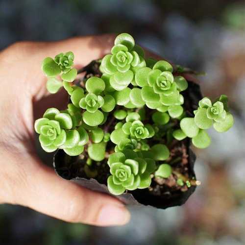 Sen Đá Sedum Vảy Cá Xanh