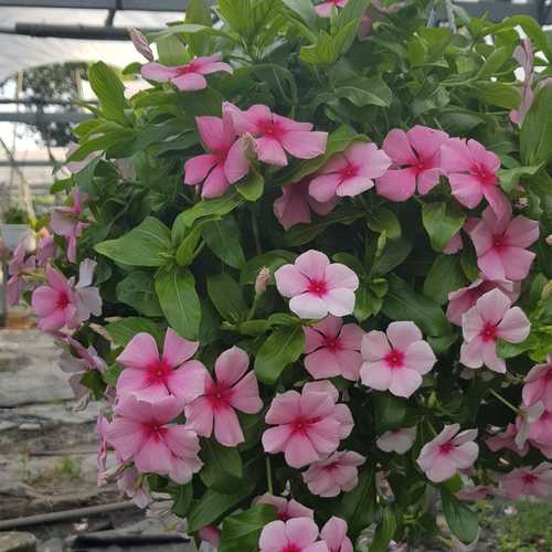 Dừa Cạn Siêu Hoa, Hàng Chịu Nắng Cao - Chậu Cây Cảnh