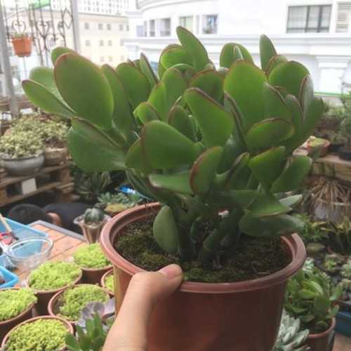 Sen Đá Thạch Bích - Chậu Lớn