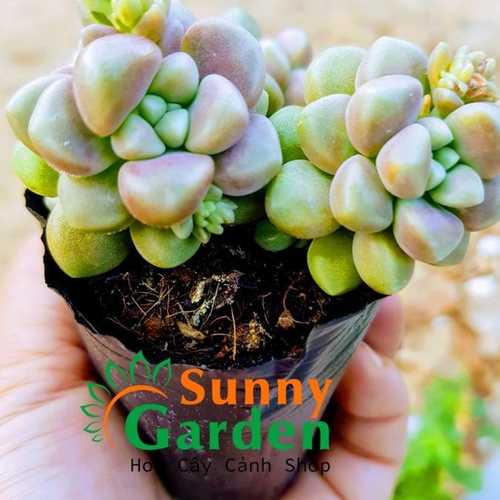 Sen Đá Kim Tuyến Hồng Bụi