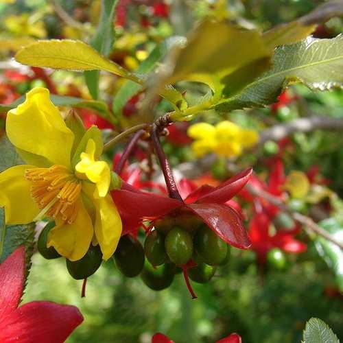 Mai Tứ Quý - Cây Cảnh Giống