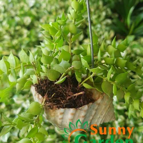 Lan Tim Trong Vỏ Ốc