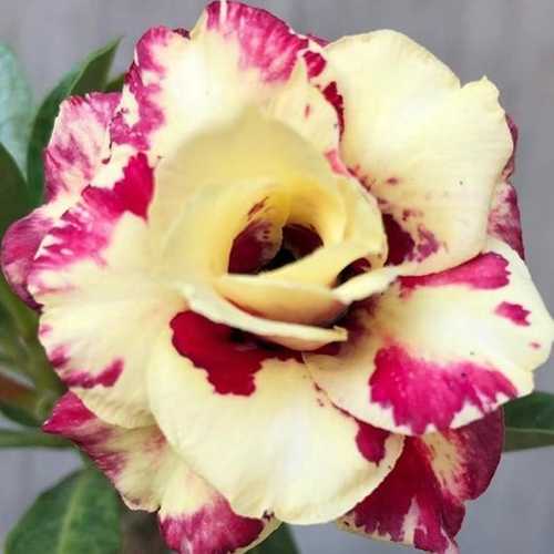 Grafted Adenium with Vietnamese Name: Diệu Châu - ID: 00154