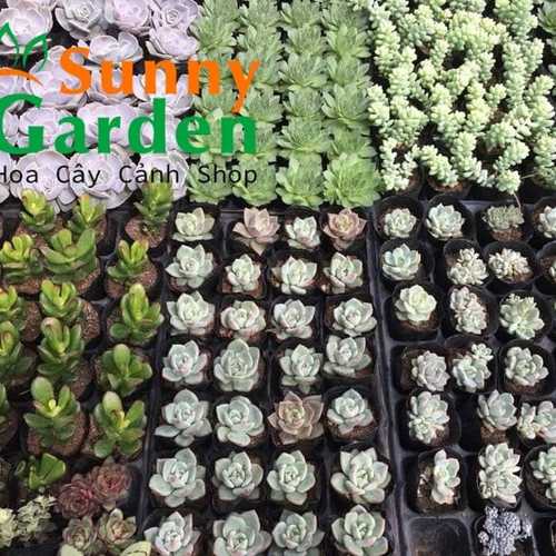 Combo 10 Cây Sen Đá Phổ Thông Khác Nhau