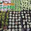 Combo 10 Cây Sen Đá Phổ Thông Khác Nhau