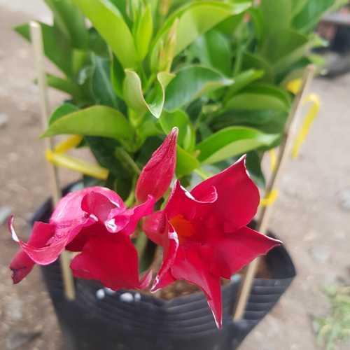 Cây Hồng Anh Đỏ