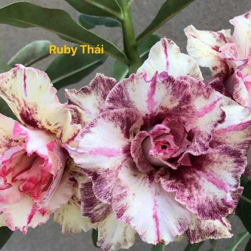 Grafted Adenium with Vietnamese name: Thai Ruby - ID: 00213