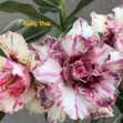 Grafted Adenium with Vietnamese name: Thai Ruby - ID: 00213