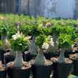 Grafted Adenium with English name: Mini Taiwan - ID: 00227