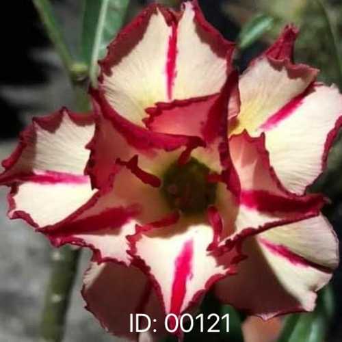 Grafted Adenium with English Name: Flash - ID: 00121