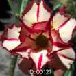Grafted Adenium with English Name: Flash - ID: 00121