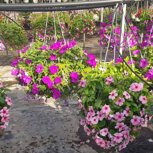 Dừa Cạn Siêu Hoa, Hàng Chịu Nắng Cao - Chậu Cây Cảnh