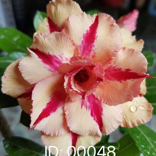 Grafted Adenium with Vietnamese Name: Kim Anh - ID: 00048