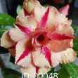 Grafted Adenium with Vietnamese Name: Kim Anh - ID: 00048