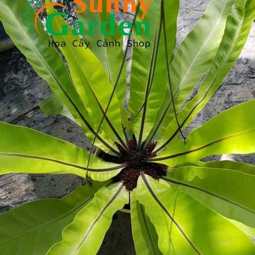 Cây Ráng Ổ Phụng ( Ổ Quạ) - Cây Cảnh