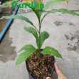 Vú Sữa Hoàng Kim - Cây Ăn Quả Giống