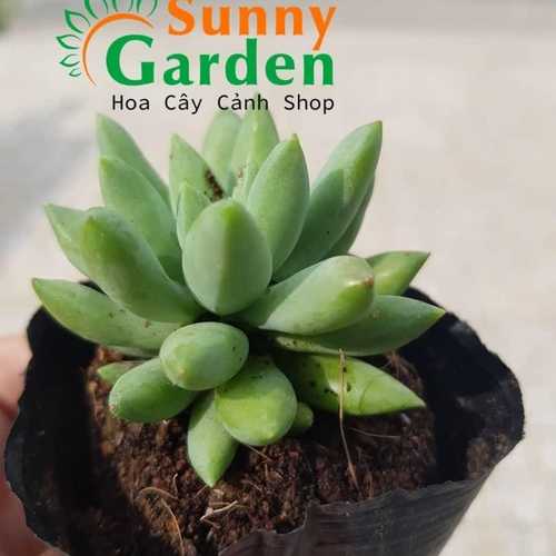Sen Đá Thược Dược