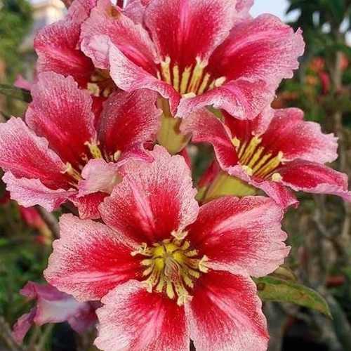 Grafted Adenium with English Name: Anna 1 - ID: 00139