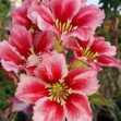 Grafted Adenium with English Name: Anna 1 - ID: 00139