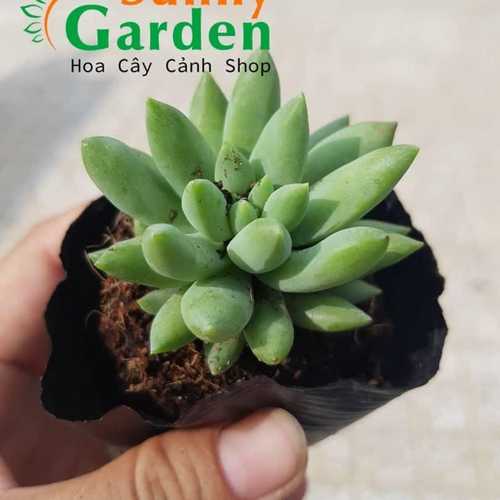Sen Đá Thược Dược